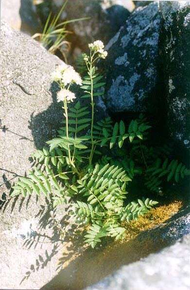 Sorbaria pallasii (G. Don) Pojark.的圖片