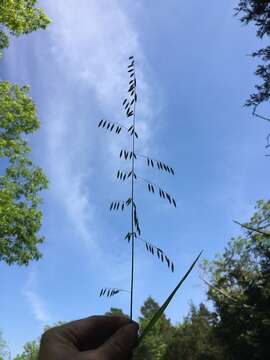 Image of threeflower melicgrass