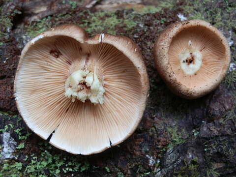 Image de Tricholoma transmutans (Peck) Sacc. 1887