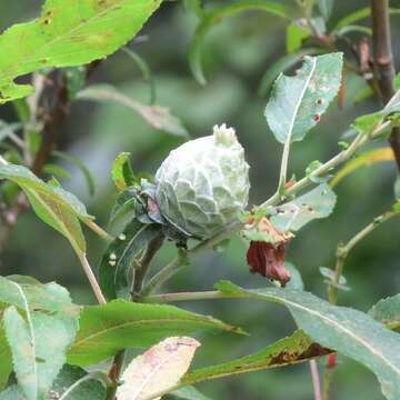 Image of Willow Pinecone Gall Midge