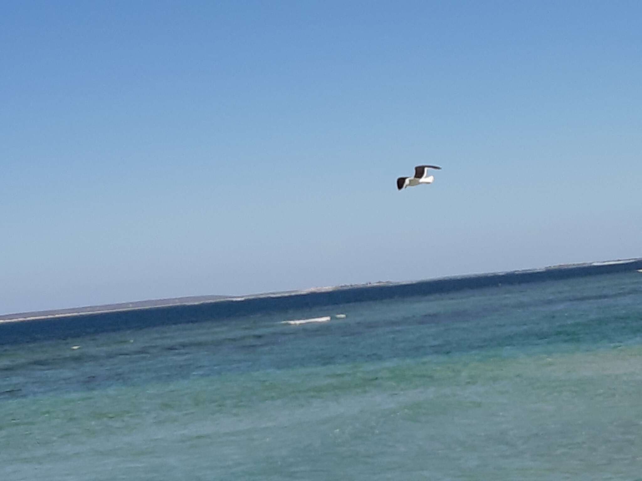 Image of Larus dominicanus melisandae Jiguet 2002