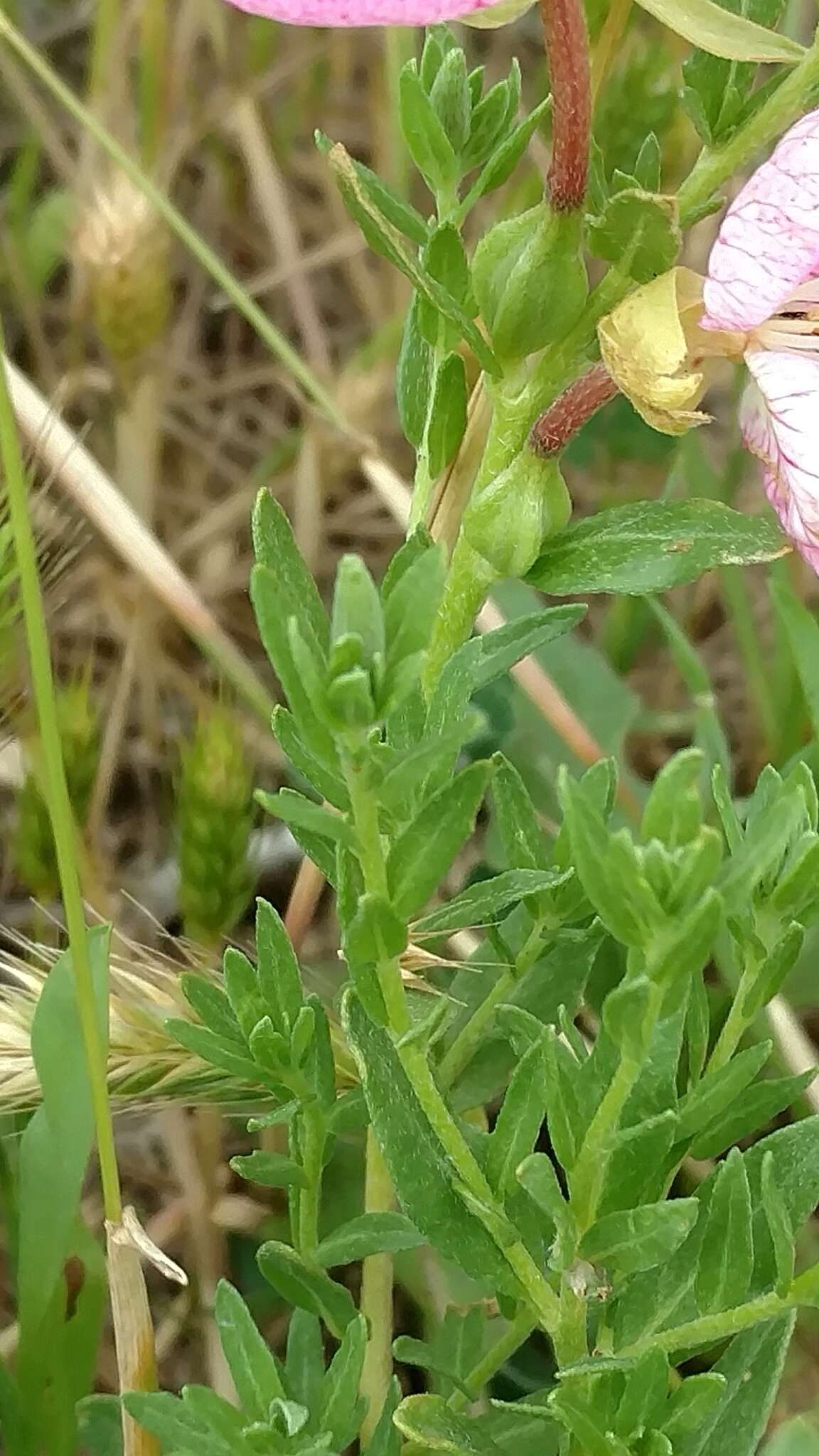 Plancia ëd Oenothera canescens Torr.