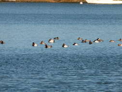 Image of Canvasback