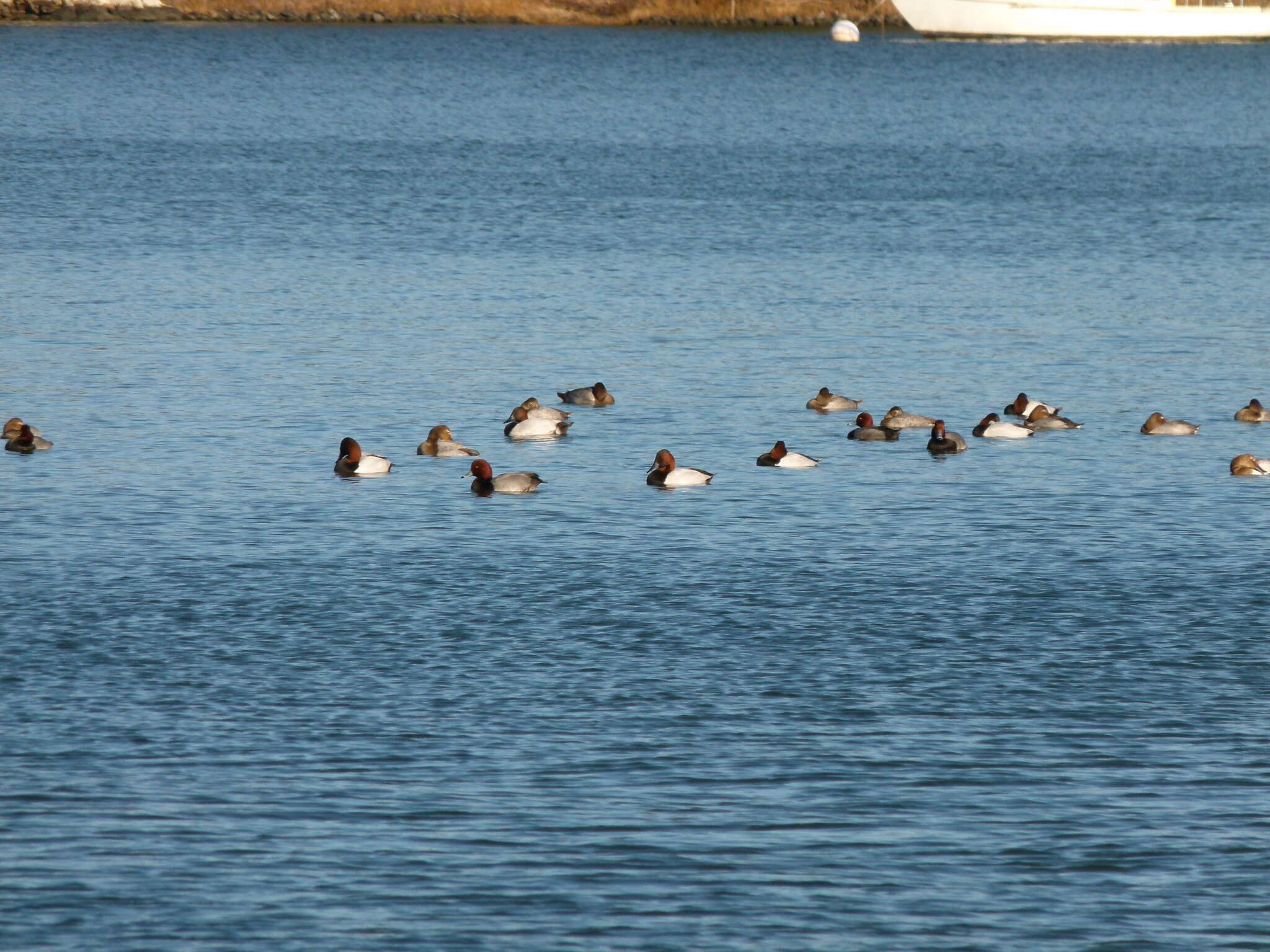 Image of Canvasback