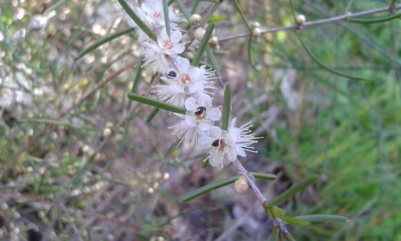 Image of Hypocalymma angustifolium Schau.