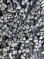 Image of orphniospora lichen