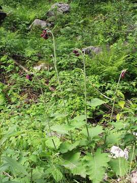 Image of Cirsium greimleri