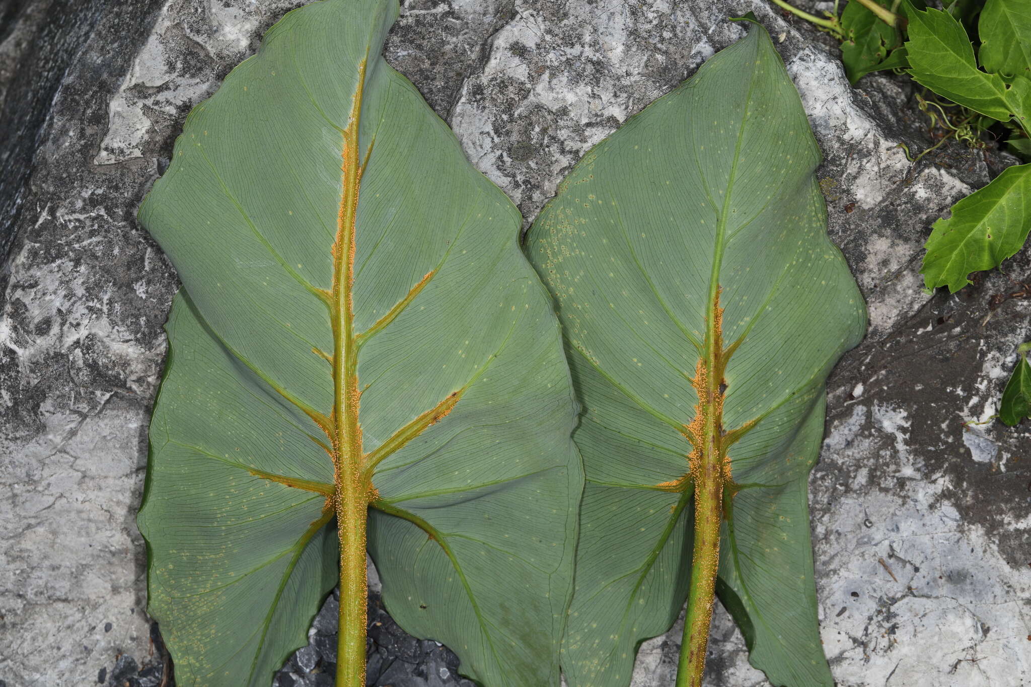 Image of Uromyces caladii (Schwein.) Farl. 1879