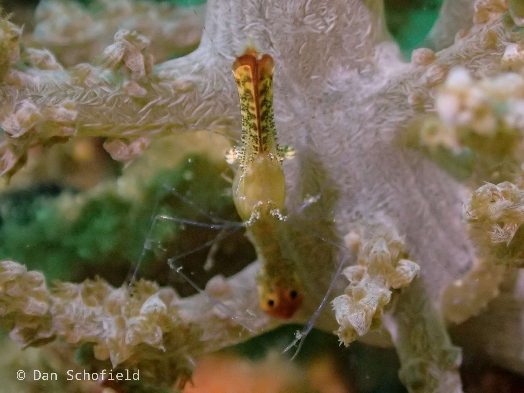 Image of Plume shrimp