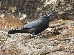 Image of <i>Corvus macrorhynchos culminatus</i>