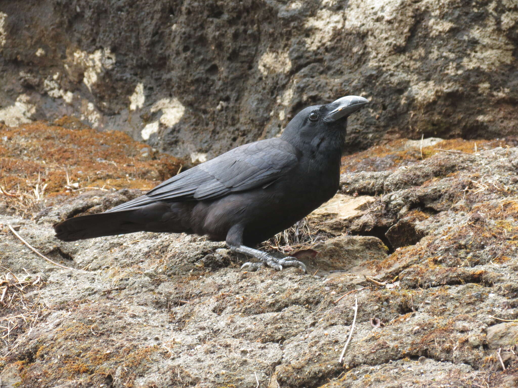 Image of <i>Corvus macrorhynchos culminatus</i>