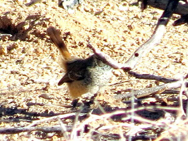 Image of Barred Wren-Warbler