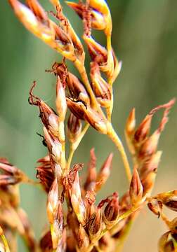 Image of basket rush