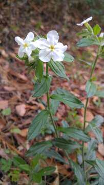 Sivun Lithospermum calcicola Robinson kuva