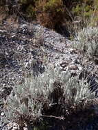 Image of Lavandula lanata Boiss.