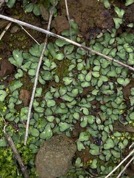 Image of Riccia inflexa Taylor