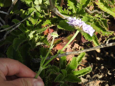 صورة Scabiosa africana L.