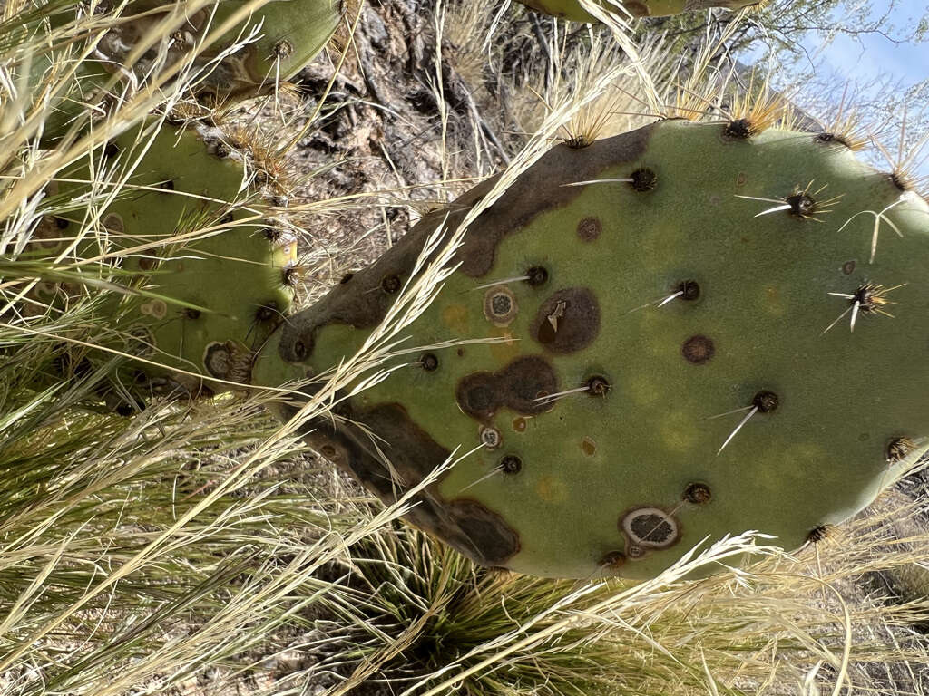 Image of Phyllosticta concava Seaver 1922