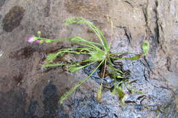 Image of Drosera collinsiae Brown ex Burtt Davy