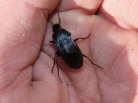 Imagem de Dicaelus (Paradicaelus) elongatus Bonelli 1813