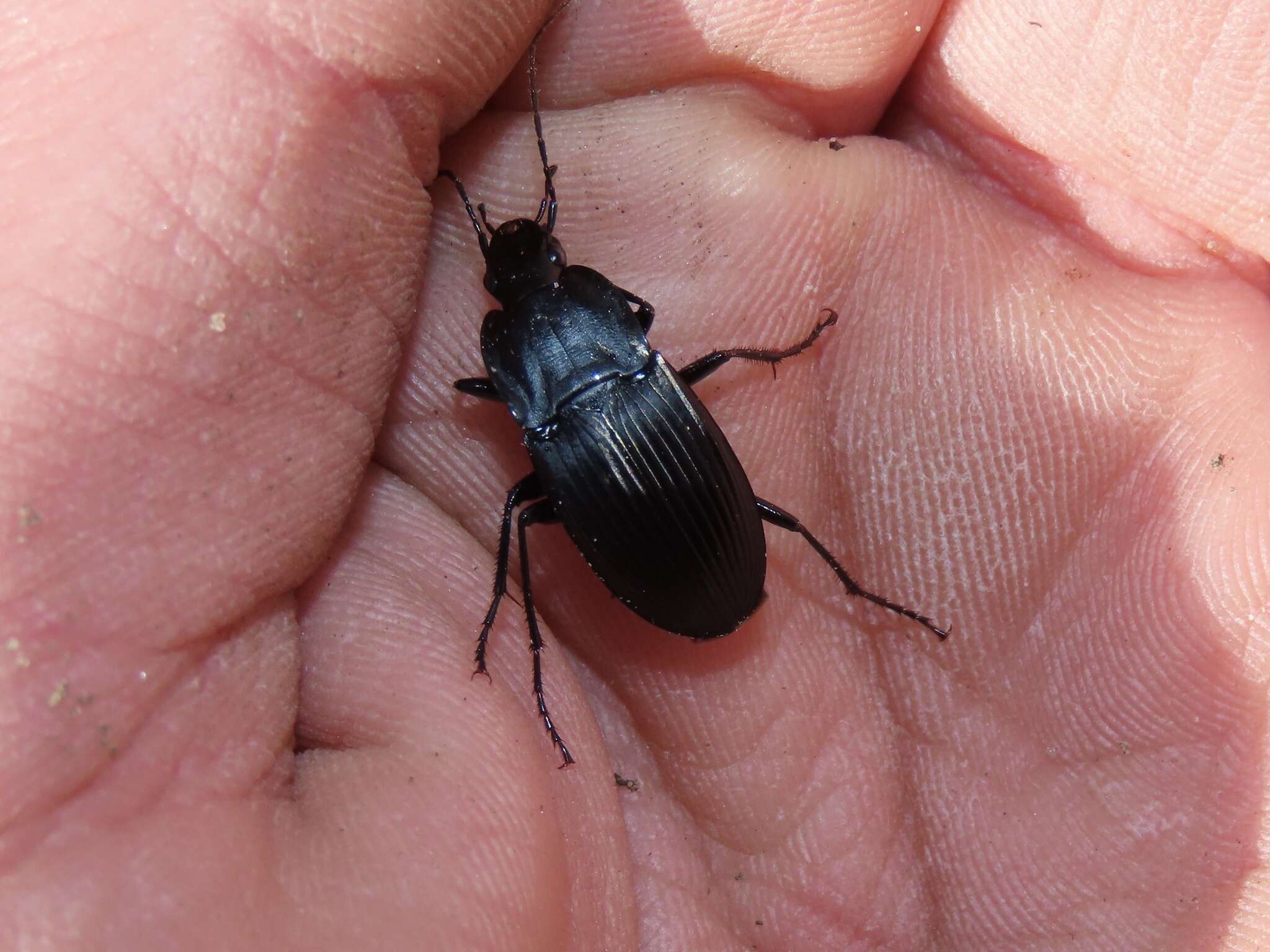 Image de Dicaelus (Paradicaelus) elongatus Bonelli 1813