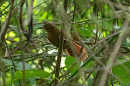 Clibanornis rufipectus (Bangs 1898)的圖片