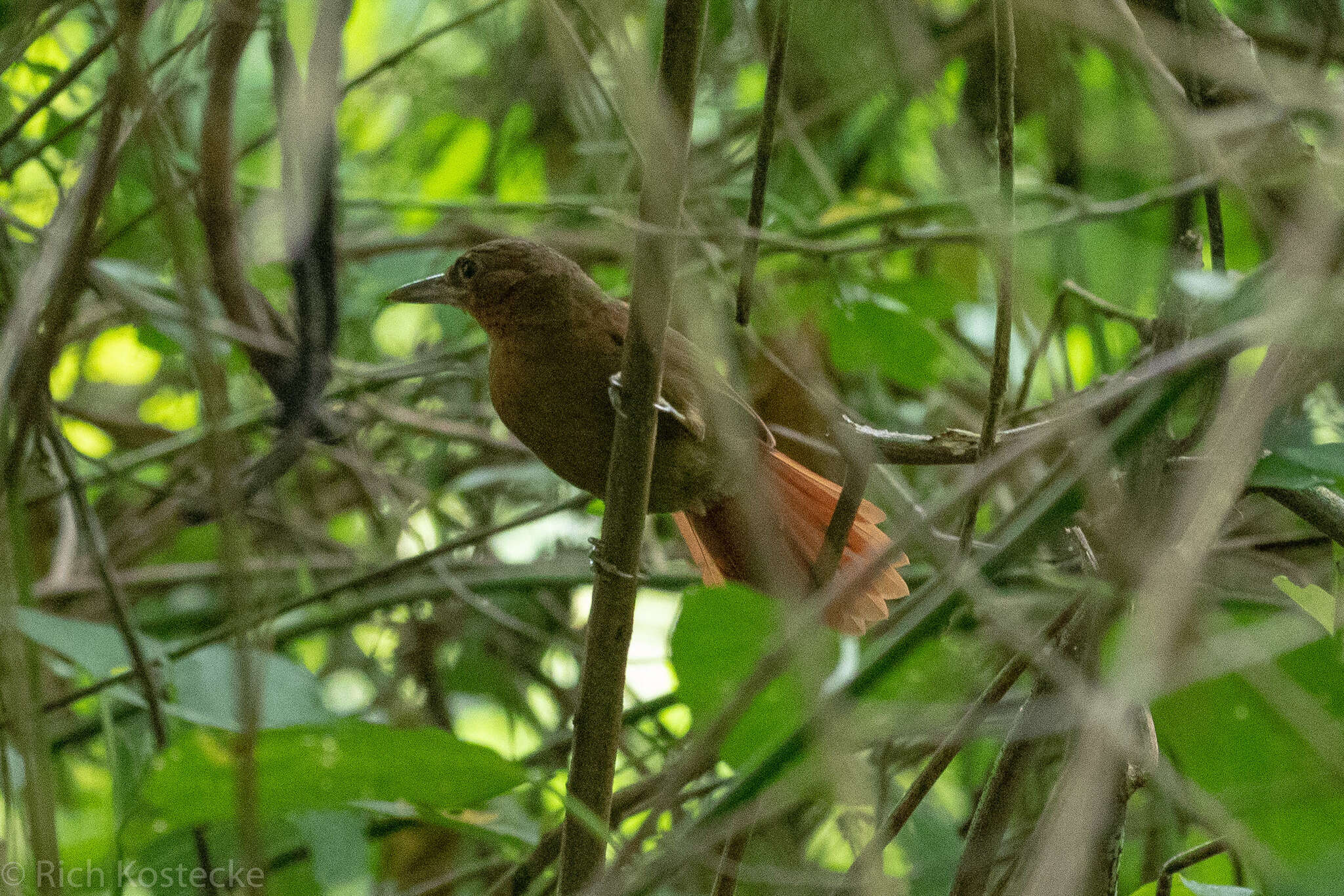 Clibanornis rufipectus (Bangs 1898)的圖片