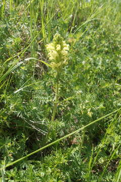 Image of Pedicularis sibthorpii Boiss.