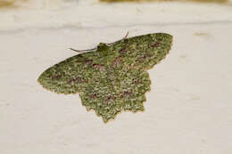 Image of Herochroma urapteraria Walker 1860