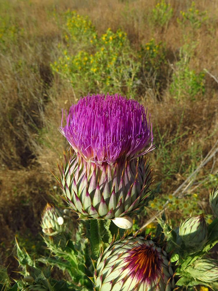 Image of Moor's Cotton Thistle