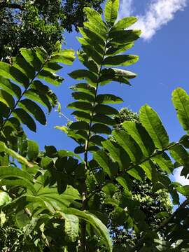 Sivun Zanthoxylum martinicense (Lam.) DC. kuva