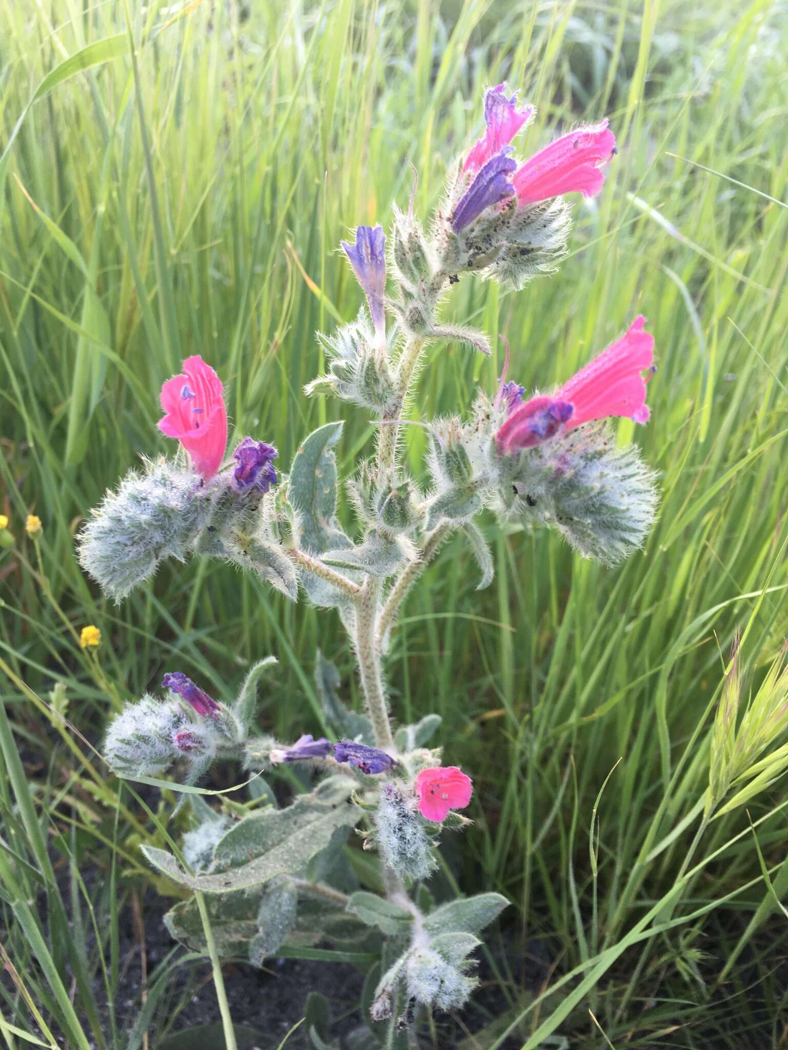 Echium judaeum Lacaita的圖片