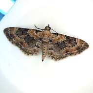 Слика од Eupithecia pulchellata Stephens 1831