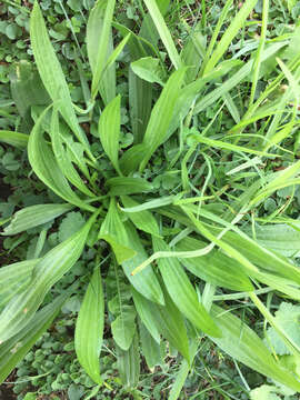 Image of Ribwort Plantain