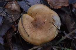 Image of Tricholoma frondosae Kalamees & Shchukin 2001