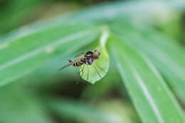 Image of Chrysopilus fasciatus (Say 1823)