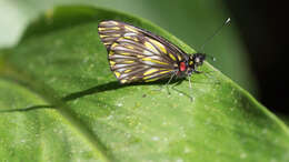 Image of Catasticta notha (Doubleday 1847)