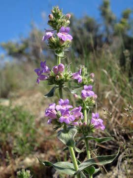 Image of Whited's penstemon