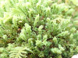 Image of plagiomnium moss