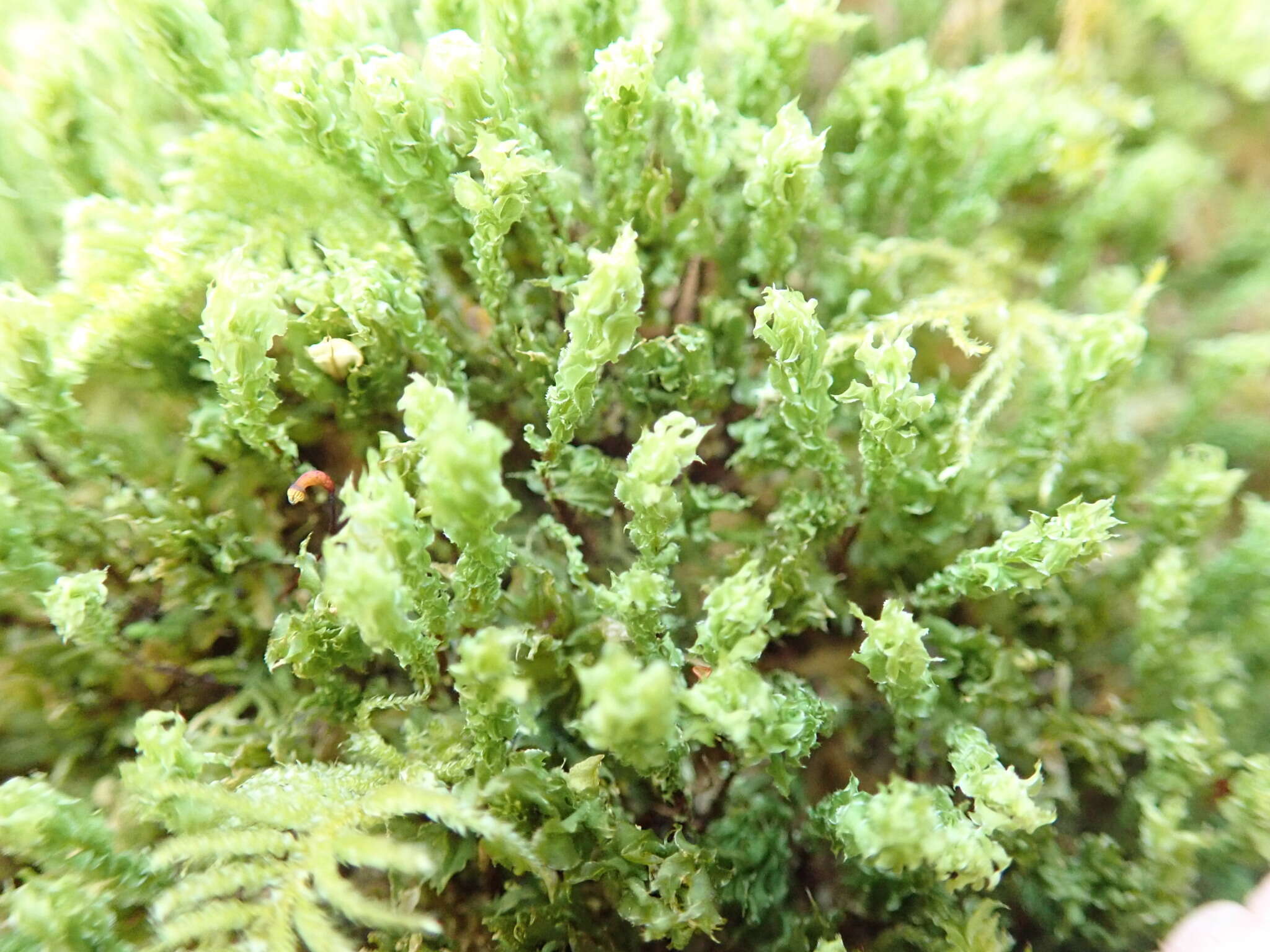 Image of plagiomnium moss