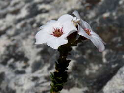 Image of Adenandra villosa subsp. villosa