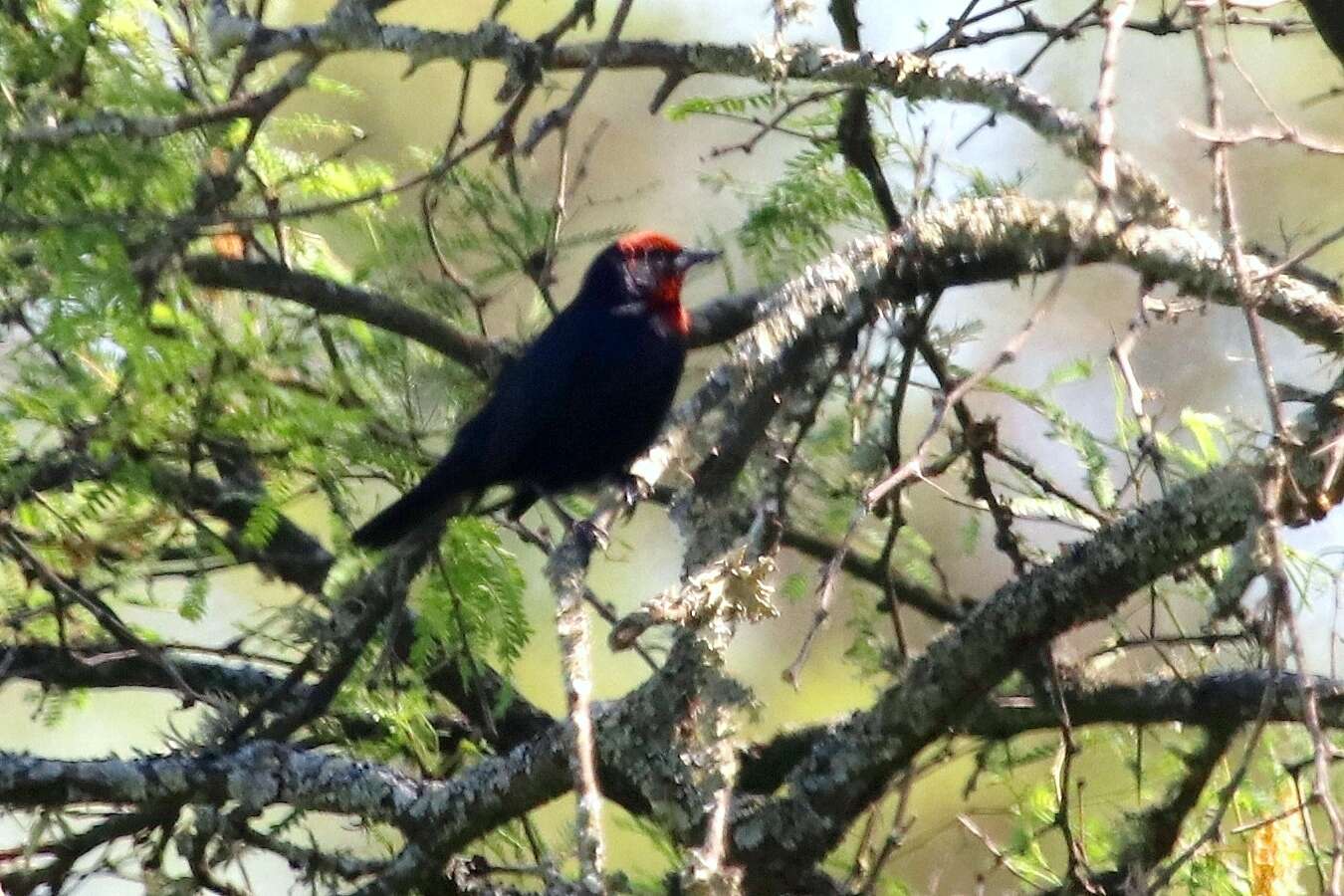 Image of Chestnut-capped Blackbird