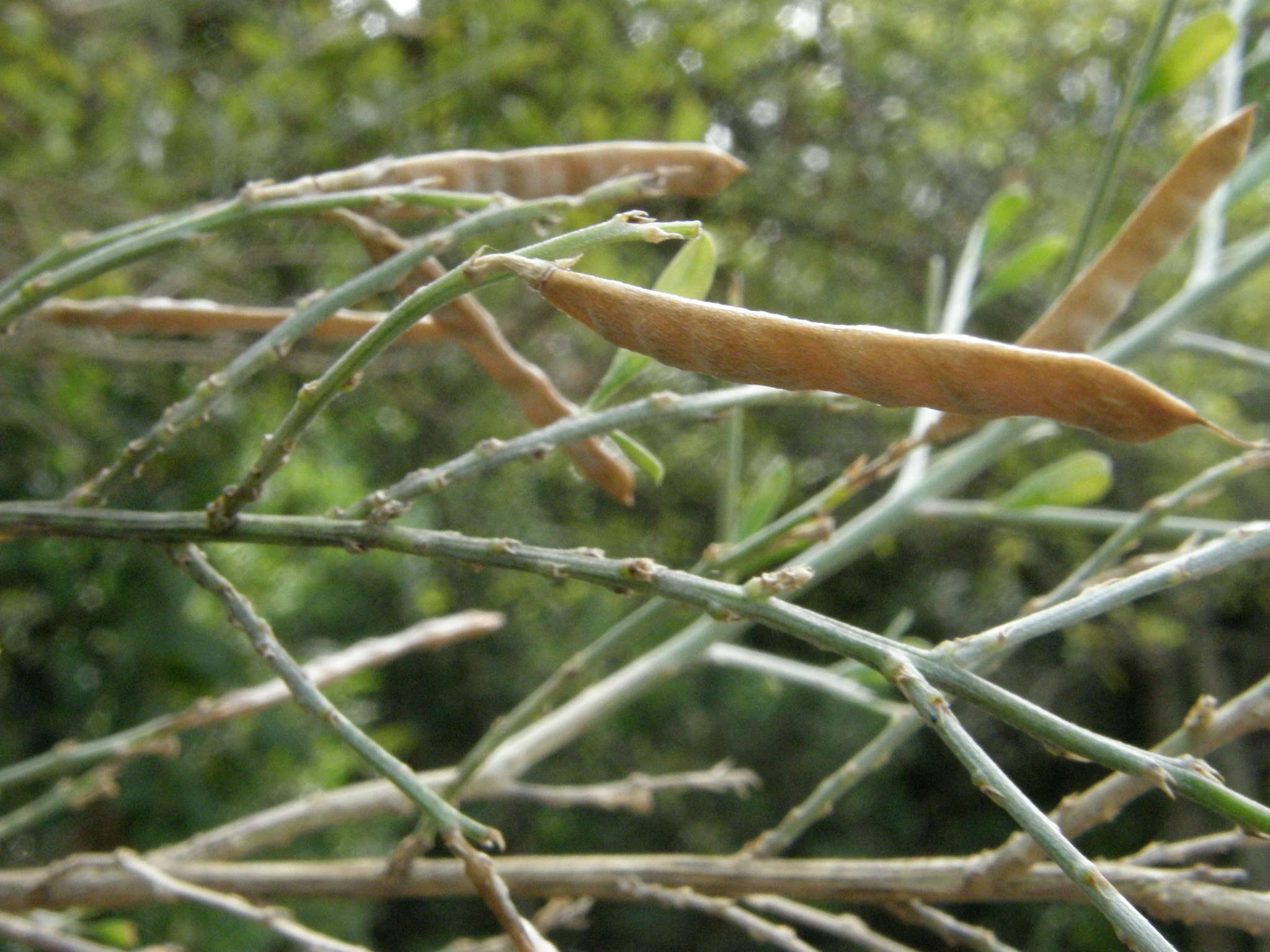 Imagem de Genista ferox Poir.