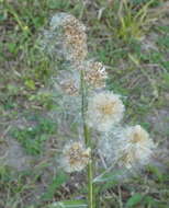 Image de Pterocaulon alopecuroides (Lam.) DC.