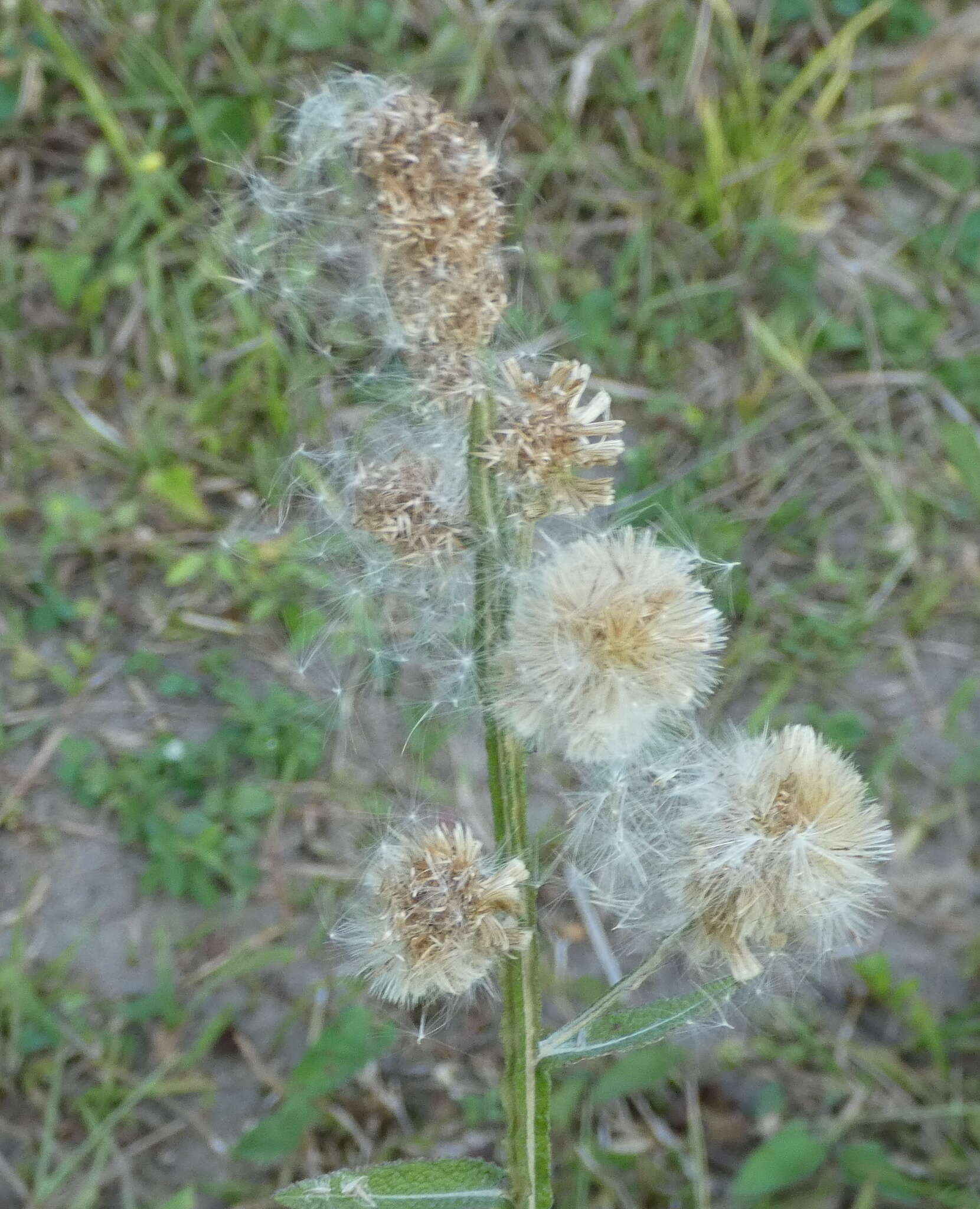 Image de Pterocaulon alopecuroides (Lam.) DC.