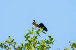 Image of Broad-tailed Paradise Whydah