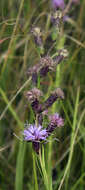 Image of Ontario blazing star