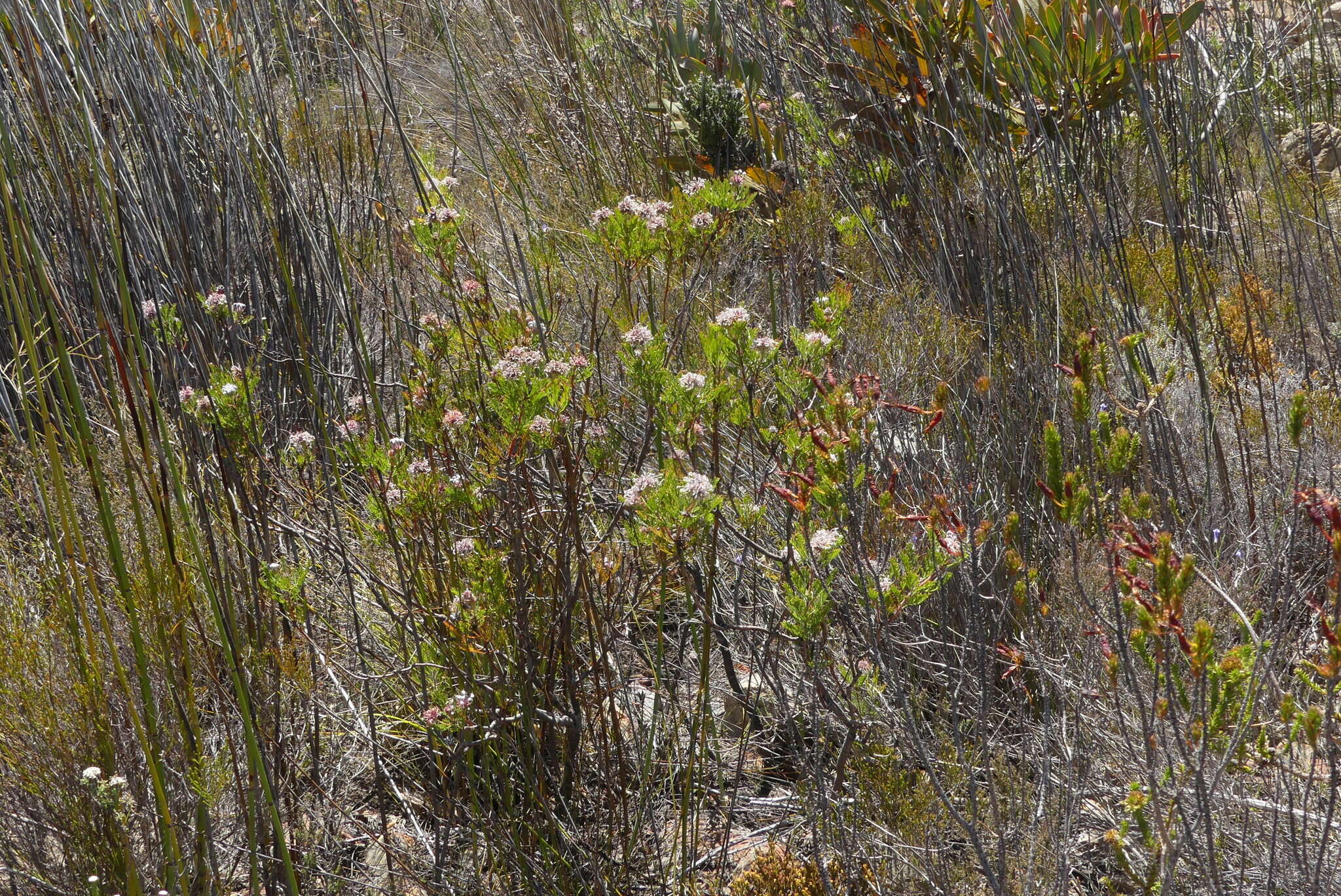 Image of Serruria balanocephala J. P. Rourke