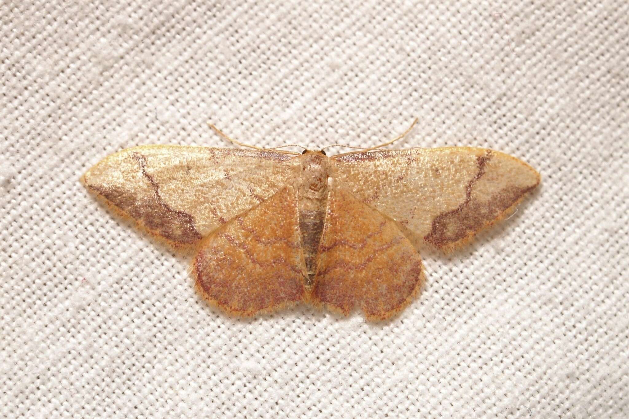 صورة Idaea ostrinaria