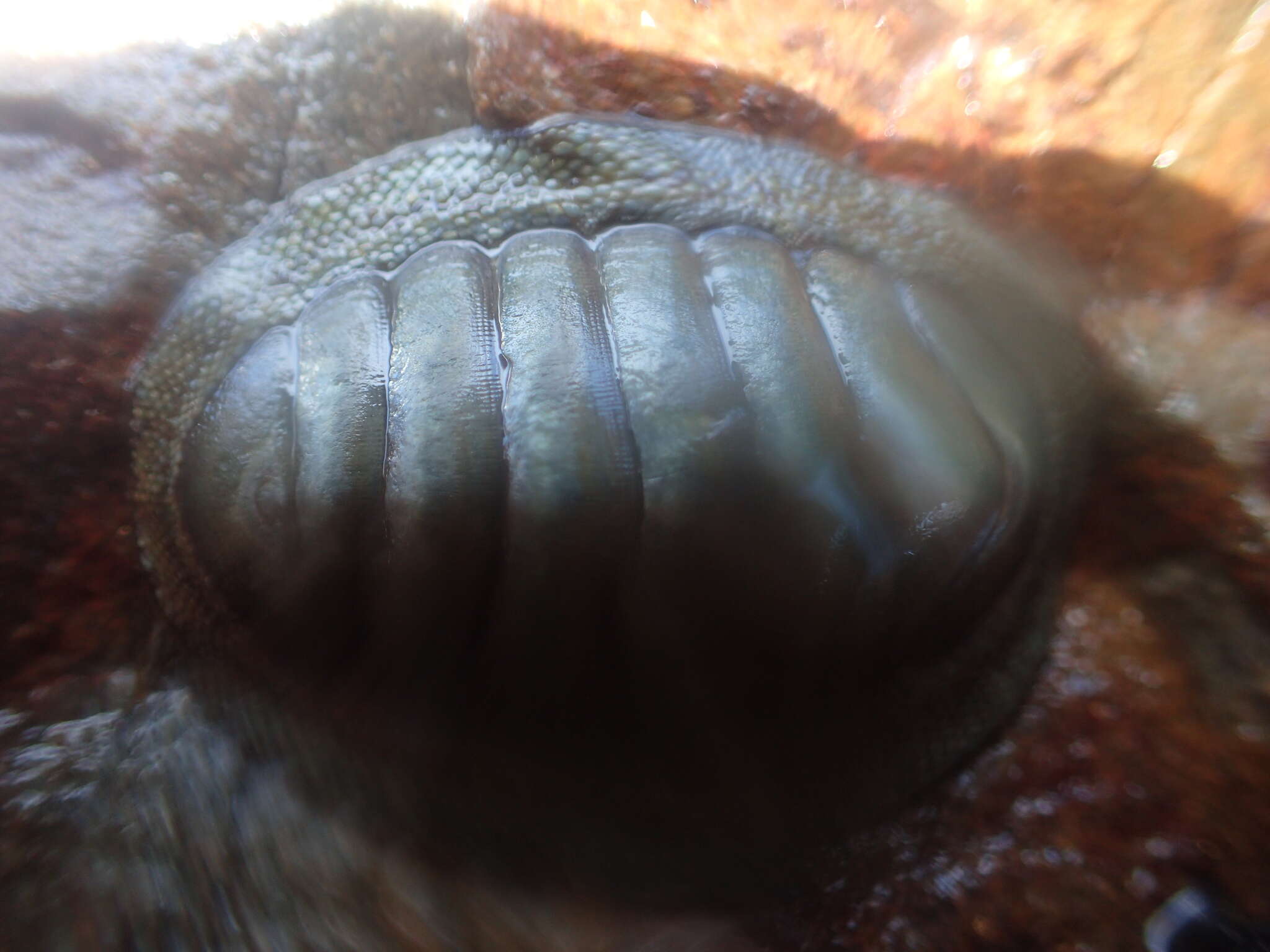 Image of blue green chiton